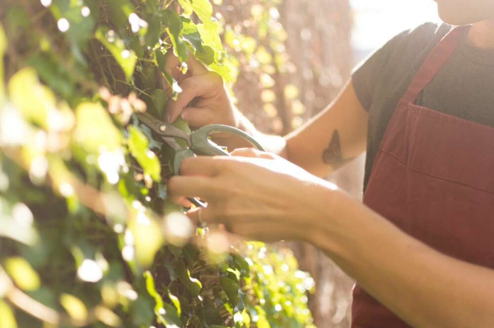 Unicaja Banco pone el foco sobre los agricultores. Foto: Freepik.